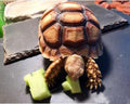 Turtle Basking Platform Rocks Slate Rock for Reptiles Tortoise Food Dish Landscape Habitat Decor Accessories, Basking Ro