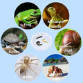 Snail Food and Water Bowl, Pet Snail Feeder, Small Reptile Food Dish Bowl Silicone Calcium Dish for Land Snails Lizard G