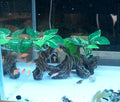 relaqcc Fish Tank Decorations Artifical Driftwood Cave Aquarium Decor Ornaments Silk Aquarium Plants for Betta Fish Tank