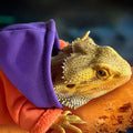 Lizard Clothes for Bearded Dragons Reptile Apparel Handmade Cotton Material Hoodies Gift for Lizard Small Animal Gecko C
