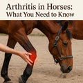 Lifespan Equine Herbal Anti-Inflammatory Supplement | Natural Joint & Mobility Support for Horses | Eases Swelling, Stif
