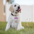 pson Pet Collar Bell Charm