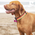 RC Pets Clip Collar, Large, 1-Inch