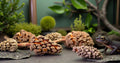 Galapagos (05159) Magnolia Seed Pods for Natural Bioactive Terrariums Provides shelter and Food for microfauna 2-4 inch 