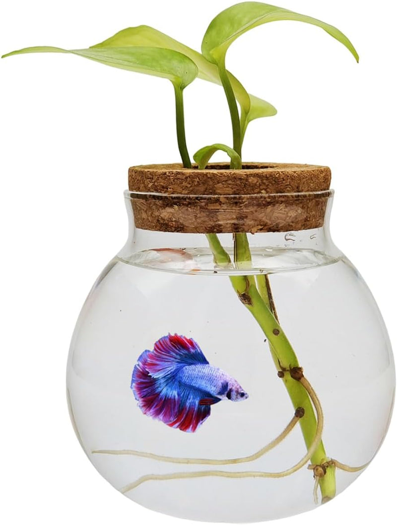 Small Betta Fish Tank Glass Fish Bowls for Betta Fish Goldfish, Aquaponic Fish Tank and Plants Cuttings Planter Terrariu