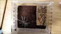 Insect breeding Box Reptile Feeding Box, Waterproof Enclosure Enclosure for arboreal Tarantula Scorpion Sling Lizards Sn