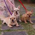 HOMIMP Slip Lead Dog Leash 6 FT- 48 PCS Bulk Colors Kennel Control Leashes for Small Medium Large Dogs Puppy Animal Resc