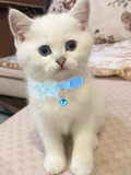 16 PCS Cute Cat Collars Breakaway with Bell for Boy Cats and Girl Cats Gifts (#2-Multicolor Lace)