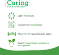 Bonnie Plants Catnip Live Herb Plants - 4 Pack, Pet Friendly, Grows Great In Containers, Fresh For Cats & Dries For Cat 