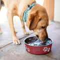 Loving Pets Bella Dog Bowls- Stainless Steel Dog & Cat Bowls - Spill Proof Dog Food Bowl, Cat Bowl, Puppy Essentials & P