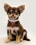 THAIN Rhinestones Cat Dog Collar Soft Velvet Safe Adjustable Collar Bling Diamante with Bells, 8-11 inch for Small Dogs 