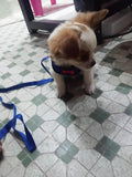 Adjustable Chicken Harness and Leash, Breathable Mesh Hen Vest for Rooster