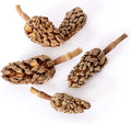 Galapagos (05159) Magnolia Seed Pods for Natural Bioactive Terrariums Provides shelter and Food for microfauna 2-4 inch 
