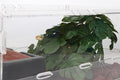 Fake Monstera Reptile Terrarium Plants for Ball Python Snake Gecko