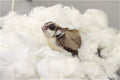 Exotic Nutrition All-Natural Nesting Material (4 oz.) - 100% Cotton Eco-Friendly Animal Bedding - for Sugar Gliders, Squ