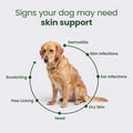 DermaPrex Dog Allergy Chews – Anti Itch for Dogs | Borage Oil, Omega 3, Vitamin E | Dog Itching Skin Relief, Hot Spot Tr