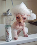Kotomoda Probiotic Shampoo for Sphynx Cats, Gentle Unscented Cleanser for Hairless and Short-Hair Breeds, pH Balanced Moisturizing Formula for Sensitive Skin, 4.06 fl oz / 120 ml