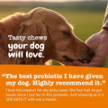 Zesty Paws Probiotics for Dogs - Digestive Enzymes for Gut Flora, Digestive Health, Diarrhea & Bowel Support - Clinically Studied DE111 - Dog Supplement Soft Chew for Pet Immune System - Pumpkin, 90ct