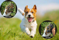 VALFRID Dog Paw Anti-Slip Grips to Keeps Dogs from Slipping On Hardwood Floors,Best for Summer Hot Pavement,Self Adhesiv