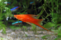 Guppy Micro Sinking Granules, Color Enhancing and Spirulina Mix for Guppies, Tetras, All Live Bearers, Baby Cichlids...W