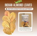 Premium Indian Almond Leaves. 40 Leaves 8-10 inchs. Catappa Leaves Rich in Tannin. Vacuum Packet. Awsome Aquarium Decora