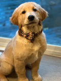 Lionet Paws Halloween Dog Collar with Bowtie - Cute Cotton Adjustable Fall Bowtie Dog Collar with Metal Buckle for Small