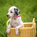 Hot Pink Kitten Collar with Bell, Soft Pu Leather Small Dog Collars Adjustable Buckle for XXS XS Extra Small Medium Tiny