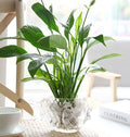 MLAQLS Fish Glass Bowl Multipurpose Living Room Turtle Tank Office Decoration Craft Ornaments Hydroponic Plant Utensils 