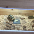 Reptile Heat Pad, Adjustable Temperature Control Lizard Terrarium Heating Mat for Small Animals Snake Turtle Bearded Dra