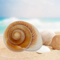 NIIIYTYB Large Hermit Crab Shells Extra Shells 2.7~3.5 Inch Big Empty Natural Sea Conch for Crabs Ideal Hermit Crab Supp
