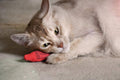 YEOWWW! Catnip Crayon, 3 Count