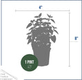 Herb - Catnip (Nepeta) (4 Pack), Live Aromatic Herb, Cat Attractant