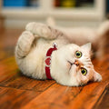 Heart Bling Cat Collar with Safety Belt and Bell 8-10 inches