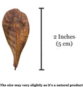 SunGrow 50 Pack Leaf Litter for Spider, Cricket & Isopod, Mini Catappa Dried Indian Almond Leaves, for Vivarium, Terrari