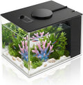 DaToo 1 Gallon Fish Tank Betta Fish Tank Small Nano Aquarium Starter Kit with LED Lighting and Water Filter Pump System