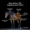 MVP Amino 15X (1.5lb) Supports Healthy Muscle Function, Development and Recovery in Horses.