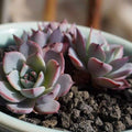 TOYPOPOR Black Horticultural Lava Rock Soil Additive for Cacti Succulents Plants No Dyes or Chemicals 100% Pure Volcanic