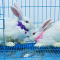 3 Pcs Rabbit Adjustable Collars with Bell, Guinea Pig Bow-Knot Cute Collar, Small Animal Exercise and Interaction Access