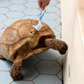 NOLITOY 2Pcs Turtle Shell Cleaning Brush Double-Sided Plastic Scrubbers with Ergonomic Grip for Turtle Care Aquarium Use