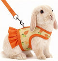 Orange/S(Young Rabbit)2 months old