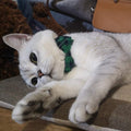 Cat Collar Breakaway with Bell and Bow Tie, Plaid Design Adjustable Safety Kitty Kitten Collars(6.8-10.8in) (Green Plaid