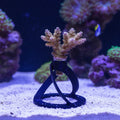 5 Pack Coral Frag Plug Sand Stands, Aquarium Sandbed Frag Rack Holder Mounts, Reef Tank Accessories for SPS LPS Zoanthid