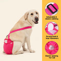 Avont 3 Pack Washable Female Dog Diaper with Suspender