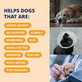 Under the Weather Pet Electrolytes Ready Cal Plus Gel for Dogs | Vet-Formulated High-Calorie Supplement for Dog & Puppy 