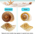 7-Pack Hermit Crab Shells, Size 2" to 2.8", Opening 0.6" to 1.8"