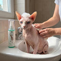 Kotomoda Probiotic Shampoo for Sphynx Cats, Gentle Unscented Cleanser for Hairless and Short-Hair Breeds, pH Balanced Moisturizing Formula for Sensitive Skin, 4.06 fl oz / 120 ml