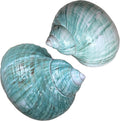 2pcs Large Hermit Crab Shells, Turbo Seashell, Teal Green Conch, L+XL
