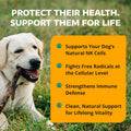 1-TDC WorksSoWell IP-6 Immune Support for Dogs – 240 V-Caps – Helps Promote Healthy Bones, Teeth, Kidney, Liver Function