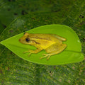 KVZVK 2Pcs Tree Frog Tank Leaf Decorations,Leaf Shape Basking Platform with Suction Cups for Leopard Gecko Tank Accessor