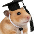 Soochat 2Pcs Mini Graduation Caps with Tassel Small Animal Bachelor Hat Graduation Photo Props Holiday Costume Accessory for Cat Dog (Black)